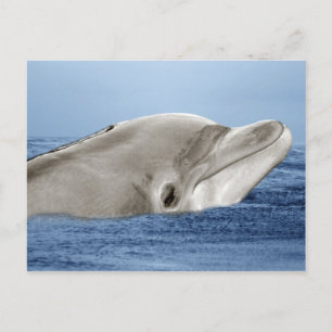 Carte Postale Le dauphin souriant