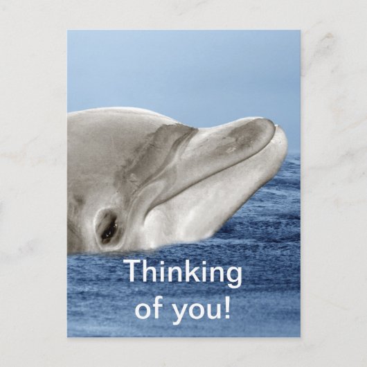 Carte Postale Le dauphin souriant (Devant)