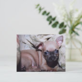 Carte Postale Le délice de Chihuahua Lover (Debout devant)