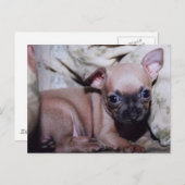 Carte Postale Le délice de Chihuahua Lover (Devant / Derrière)