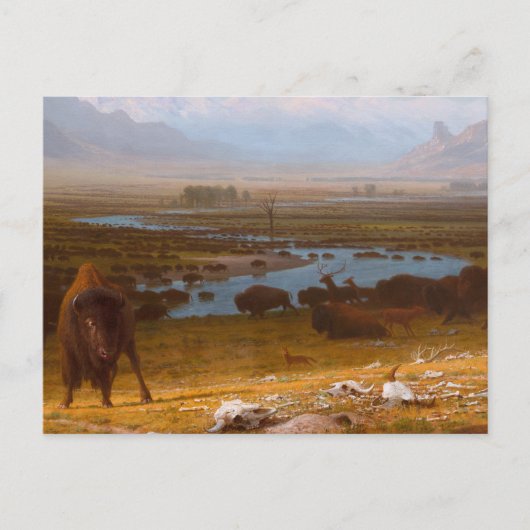 Carte Postale Le Dernier du Buffalo (Devant)