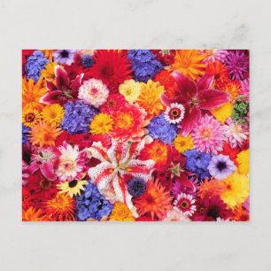 Carte Postale Le design floral de Dalhia, Lilies orientales,