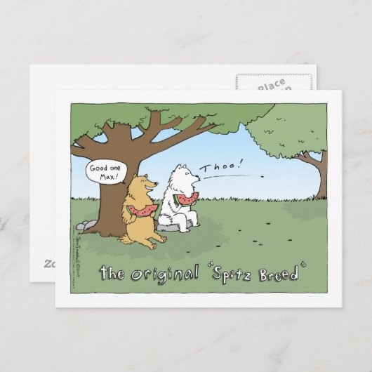Carte Postale Le dessin original "Spitz Breed" (Devant / Derrière)