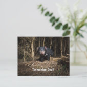 Carte Postale Le diable de Tasmanie en Australie (Debout devant)