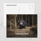 Carte Postale Le diable de Tasmanie en Australie (Devant / Derrière)