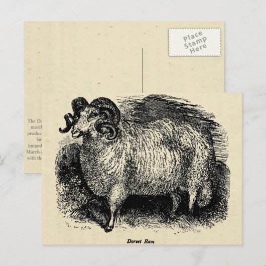 Carte Postale Le Dorset (Devant / Derrière)