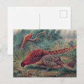 Carte Postale Le faisan de Soemmerring par Joseph Wolf (Devant / Derrière)