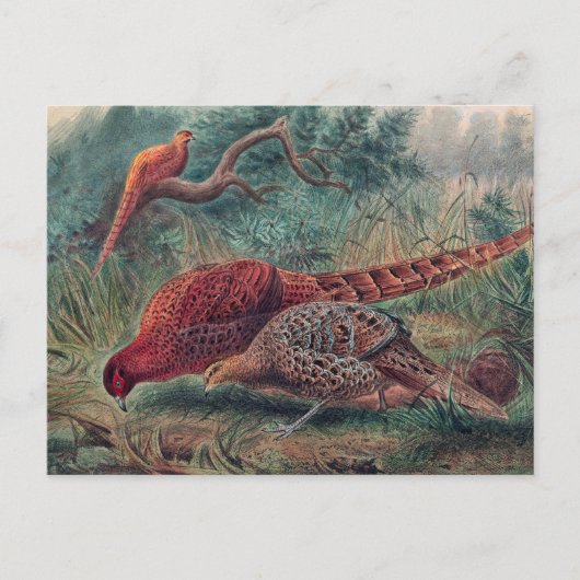 Carte Postale Le faisan de Soemmerring par Joseph Wolf (Devant)