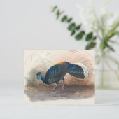 Carte Postale Le faisan de Vieillot sous le feu par Joseph Wolf (Debout devant)