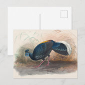 Carte Postale Le faisan de Vieillot sous le feu par Joseph Wolf (Devant / Derrière)