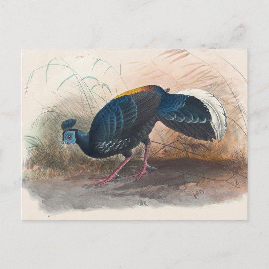 Carte Postale Le faisan de Vieillot sous le feu par Joseph Wolf (Devant)