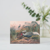 Carte Postale Le faisan en ligne de Joseph Wolf (Debout devant)