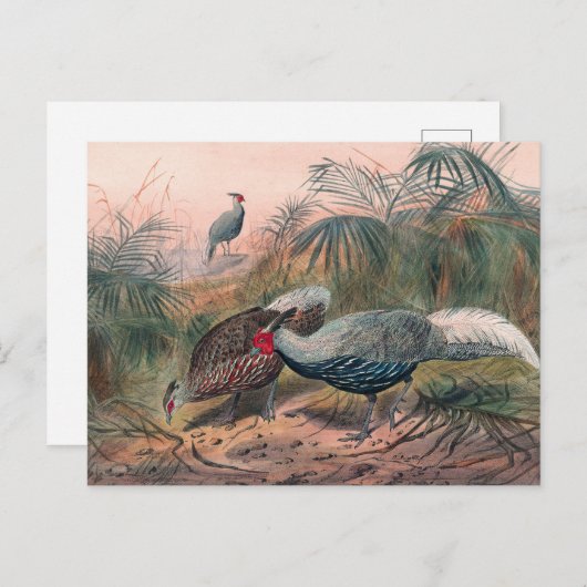 Carte Postale Le faisan en ligne de Joseph Wolf (Devant / Derrière)