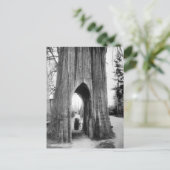 Carte Postale Le fameux Bicycle Tree de Snohomish (Debout devant)