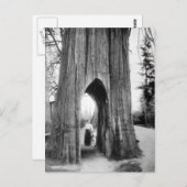 Carte Postale Le fameux Bicycle Tree de Snohomish (Devant / Derrière)