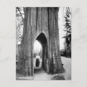 Carte Postale Le fameux Bicycle Tree de Snohomish