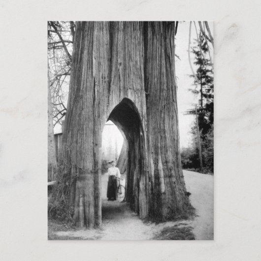 Carte Postale Le fameux Bicycle Tree de Snohomish (Devant)