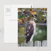 Carte Postale Le faucon du tonnelier (Devant / Derrière)