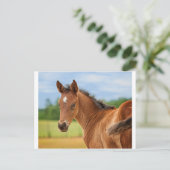 Carte Postale Le Filly (Debout devant)