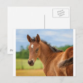 Carte Postale Le Filly (Devant / Derrière)