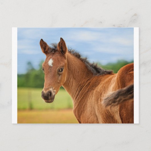 Carte Postale Le Filly (Devant)