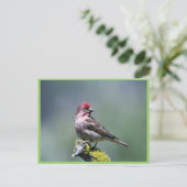 Carte Postale Le Finch de Cassin (Debout devant)