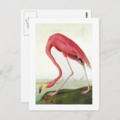 Carte Postale Le Flamant rose d'Audubon (Devant / Derrière)
