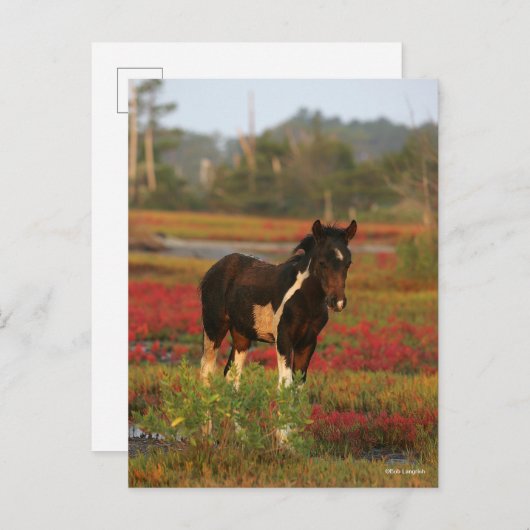 Carte Postale Le Foal De Chincoteague En Fleurs Rouges (Devant / Derrière)
