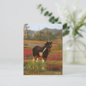 Carte Postale Le Foal De Chincoteague En Fleurs Rouges (Debout devant)