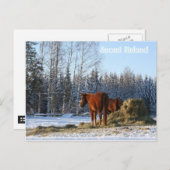 Carte Postale Le foin est pour les chevaux (Devant / Derrière)