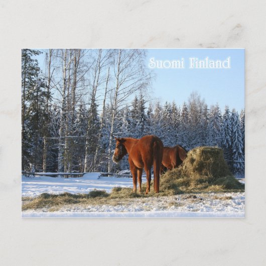 Carte Postale Le foin est pour les chevaux (Devant)