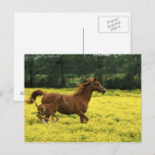 Carte Postale Le foin et la jument d'Arabie traversent (Devant / Derrière)