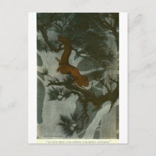 Carte Postale Le folklore des Bull des Bois