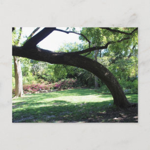 Carte Postale Le Fort Worth Garden Tree
