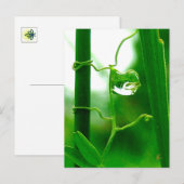 Carte Postale Le fou, le tarot dans la méditation de la nature (Devant / Derrière)