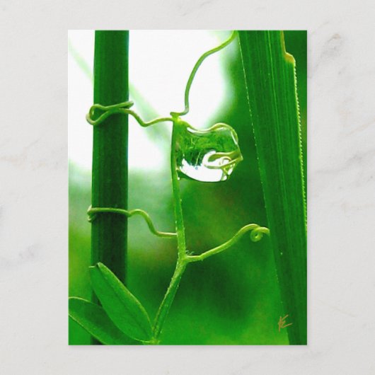 Carte Postale Le fou, le tarot dans la méditation de la nature (Devant)