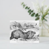 Carte Postale Le furet (Debout devant)