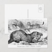 Carte Postale Le furet (Devant / Derrière)