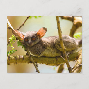 Carte Postale Le Galago du Sénégal (Galago Senegalensis)