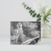 Carte Postale "Le gardien" (Debout devant)