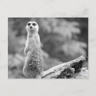Carte Postale "Le gardien"