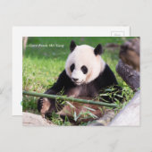 Carte Postale Le géant Panda Mei Xiang (Devant / Derrière)