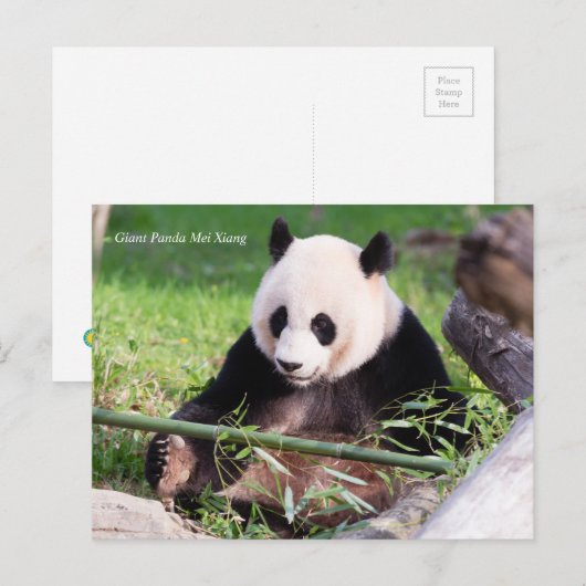 Carte Postale Le géant Panda Mei Xiang (Devant / Derrière)