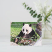 Carte Postale Le géant Panda Mei Xiang (Debout devant)