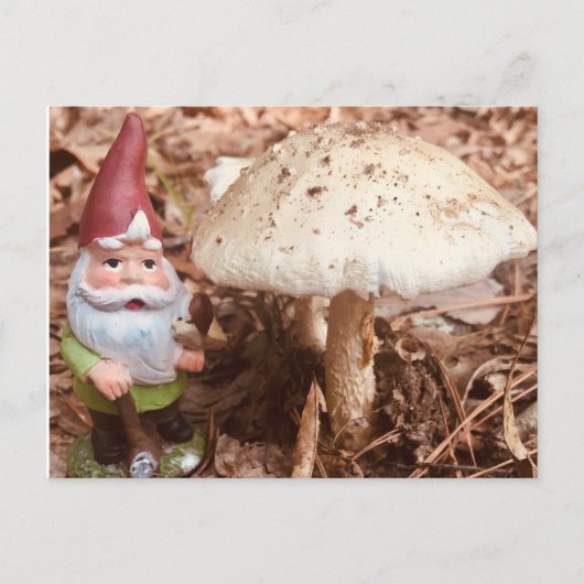 Carte Postale Le Gnome forestier (Devant)