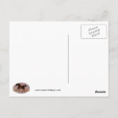 Carte Postale Le Godolphin Arabian (Dos)