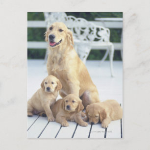 Carte Postale Le Golden Retriever est un établissement relativem