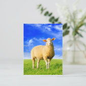 Carte Postale Le Golden Sheep. (Debout devant)