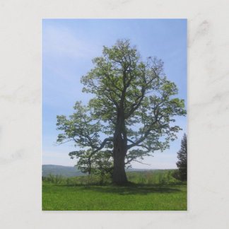 Carte Postale le grand chêne