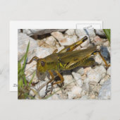 Carte Postale le Grand Grasshopper ! (Devant / Derrière)
